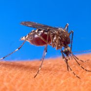 Breaking News: Nach Mücken schlagen