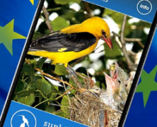 App für Vogelstimmen
